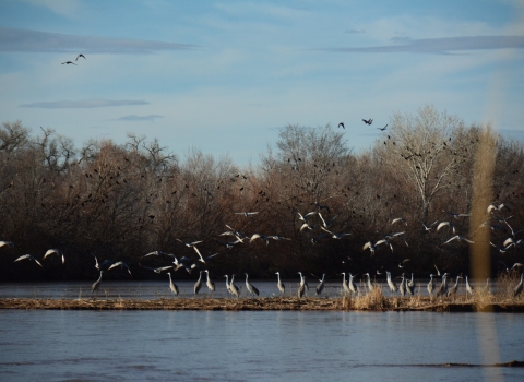 A group of birds take off over a body of water at Valle de Oro National Wildlife Refuge.