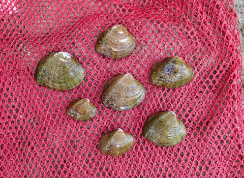 Western fanshell mussels