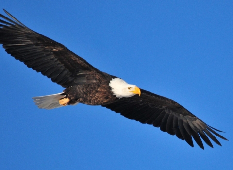 An adult bald eagle soars in front of a bright blue sk
