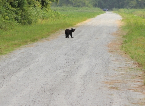 Large black bear sits in the road