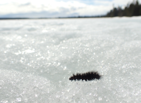 caterpillar fuzzy and black walking across snow