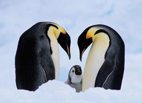 two parent Emperor penguins with young.