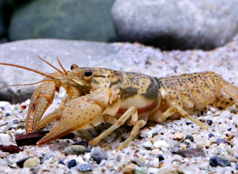 buff-colored crustacean with brown speckles on multi-colored sandy bottom of creek 