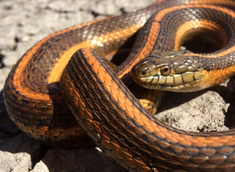 A giant garter snake with a bright orange dorsal stripe curled up on rocks