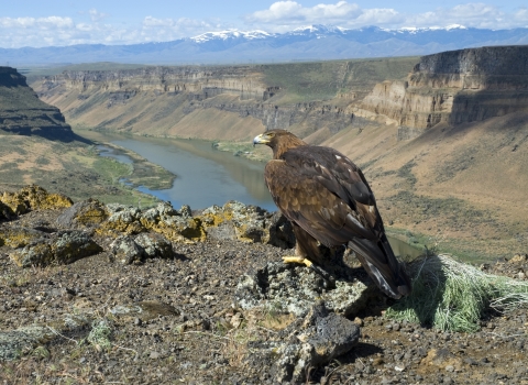 Golden eagle perched on rim of Snake River Gorge