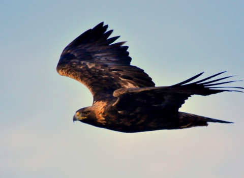 A brown eagle with a very sharp curved beak flying through the air.