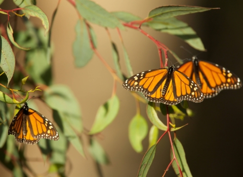 three monarch butterflies with open wings, perched on plant