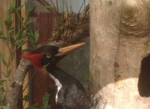 A Taxidermy specimen of an Ivory-Billed woodpecker attached to a tree. 