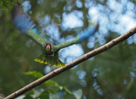 Front view of a green, blue, and red Puerto Rican parrot taking off from the branch it was sitting on.