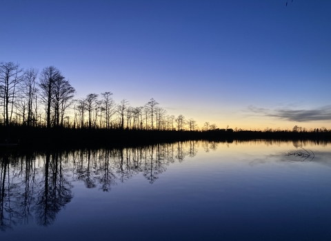 A yellow sunset contrasts with deep blue sky and water and the silhouettes of baldcypress trees