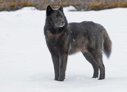 Alexander Archipelago wolf in stands in snow