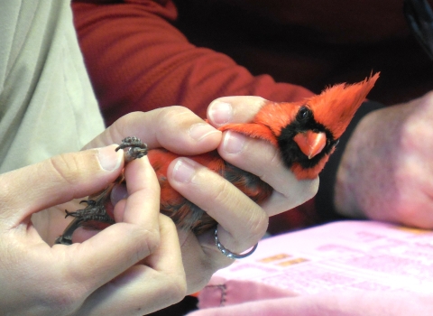 Northern cardinal being banded by a volunteer