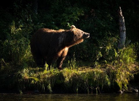 a brown bear on a river bank