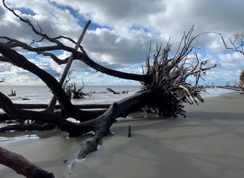 An uprooted and weathered tree across the sand with the Atlantic Ocean in the background and a blanket of clouds overhead.