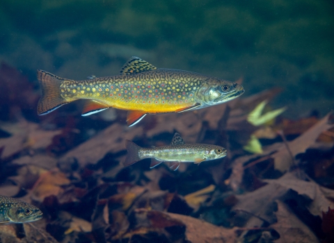 A brown fish with a yellow belly and pink and yellow spots swims in clear water. 