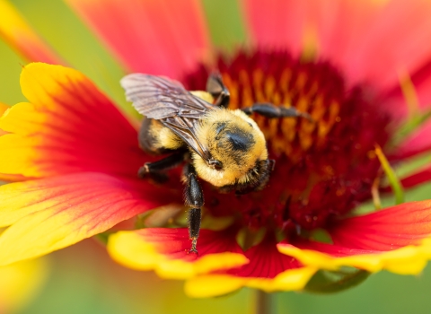 A bumble bee on a bright red and yellow flower