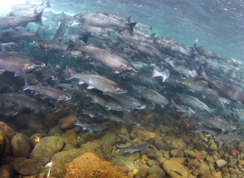 Coho salmon swim upstream from the Pacific Ocean in Washington 
