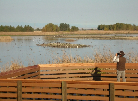 Picture of person looking through binoculars from the Colusa NWR Observation Deck.