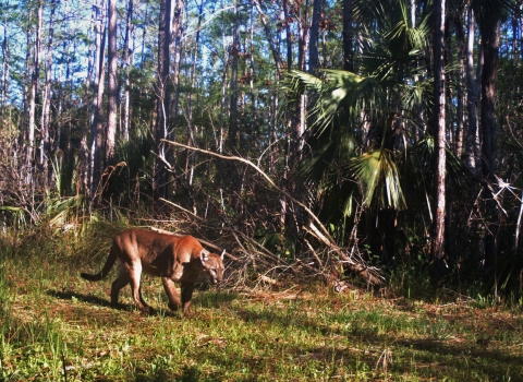 Adult panther walking left over grass with dense vegetation in the background.