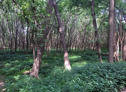 Forest view of green lower canopy and green leaves of upper canopy.