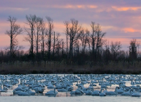 Tundra swans float on icy lake in January sunrise light