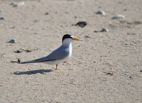 A Least Tern on a beach. 