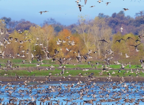 Large flock of ducks and white-fronted geese take flight from wetland with trees in background