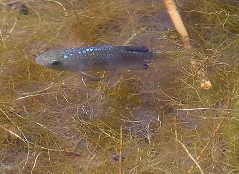 Male Desert pupfish