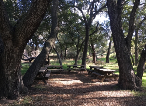 Six picnic tables arranges in a semicircle underneath the canopy of surrounding trees.