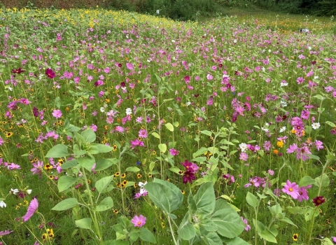 Mixed pollinator plot in bloom