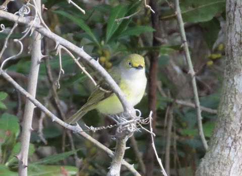 small, yellow, white & black bird perched on a tree branch