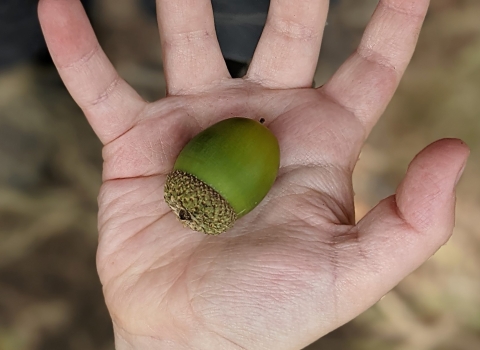 A child's hand holds a green acorn in its palm