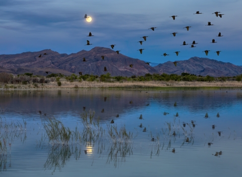 Birds fly over desert wetland with mountains in background.