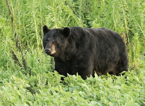 Black bear with an injured eye walking in the foliage at Alligator River National Wildlife Refuge