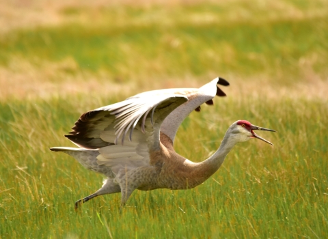 Greater sandhill crane on Seedskadee National Wildlife Refuge