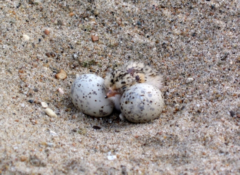 Close up of a least tern hatching on a beach.
