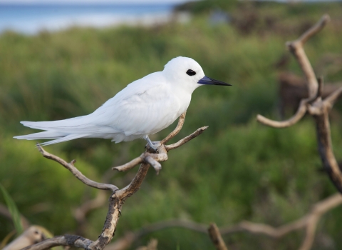 A close up of the white smallest tern on branch.