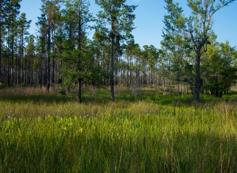 Tall green grass in the foreground with long leaf pines and blue sky in the background.