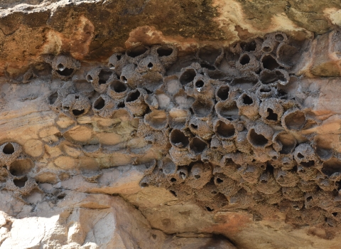 a cliff side with several round, hollow protrusions (swallow nests)