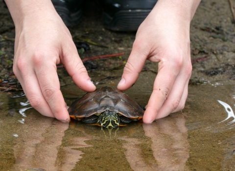 Hands place a turtle into a pond
