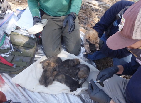Six Mexican wolf pups are mixed together on a towel before going into a wild den
