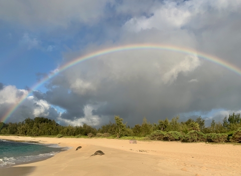 Green sea turtles bask on a beach. A rainbow arches above them.