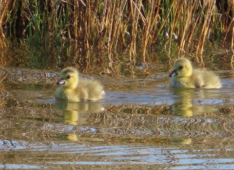 Two yellow goslings floating in water surrounded by tall grass