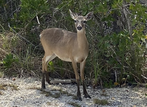Deer at edge of road with vegetation in the background.