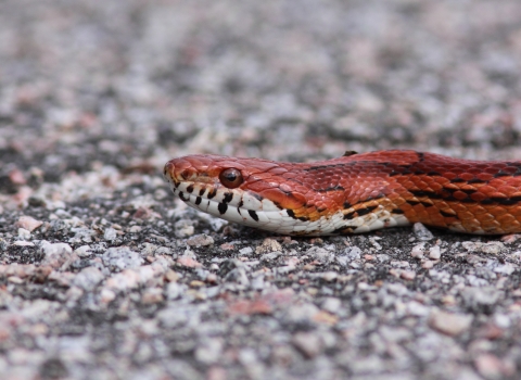 A reddish-orange snake sitting on a paved surface