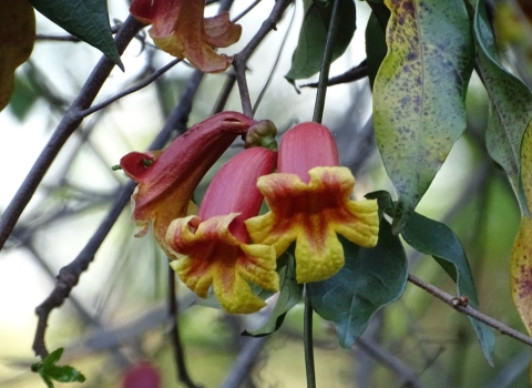 Red and yellow flowers in bloom on forest vines