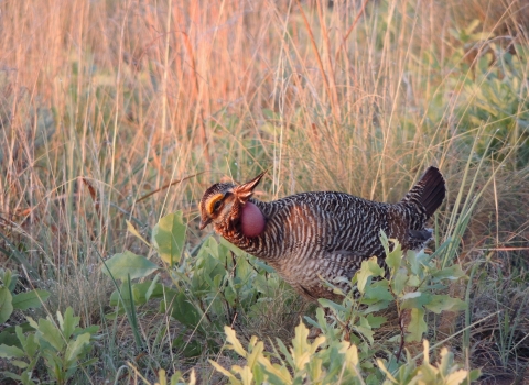 A male lesser prairie-chicken in the fading sunlight