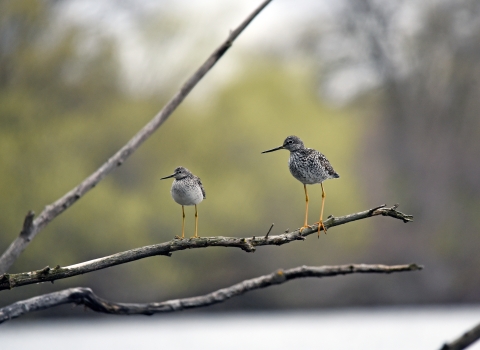Two birds perched on a branch
