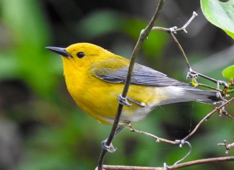 Bright yellow bird clinging to forest vine