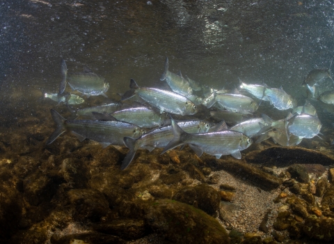 a small school of silver fish swim underwater